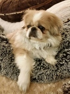 Yang Blind Pekingese Halo
