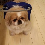 Yang Blind Pekingese Halo