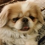 Yang Blind Pekingese Halo