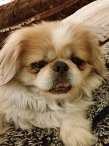 Yang Blind Pekingese Halo