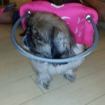 Ying Blind Pekingese Halo