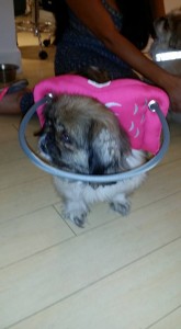 Ying Blind Pekingese Halo