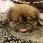 Ying Blind Pekingese Halo