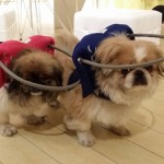 Ying and Yang Blind Pekingese