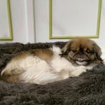 Ying Blind Pekingese Halo