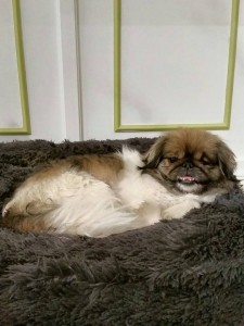 Ying Blind Pekingese Halo