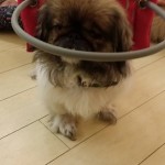Ying Blind Pekingese Halo