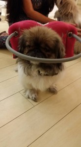 Ying Blind Pekingese Halo
