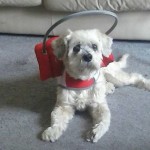 Yosemite Blind Shih Tzu Halo