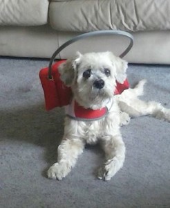 Yosemite Blind Shih Tzu Halo