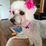Zoey Blind Poodle Halo