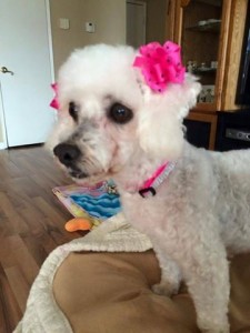 Zoey Blind Poodle Halo