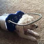 Zoey Blind Poodle Halo