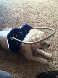 Zoey Blind Poodle Halo
