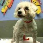 Zoey Blind Poodle Halo
