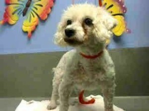 Zoey Blind Poodle Halo