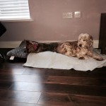 Pearl Blind Cocker Spaniel Halo