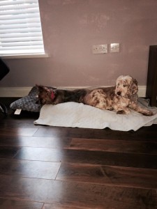 Pearl Blind Cocker Spaniel Halo