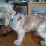 Pearl Blind Cocker Spaniel Halo