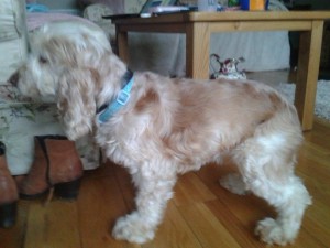 Pearl Blind Cocker Spaniel Halo