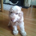 Pearl Blind Cocker Spaniel
