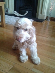 Pearl Blind Cocker Spaniel
