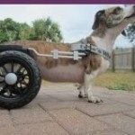 Sophie Blind Dachshund