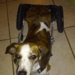 Sophie Blind Dachshund