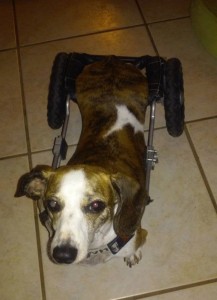 Sophie Blind Dachshund