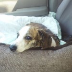 Sophie Blind Dachshund