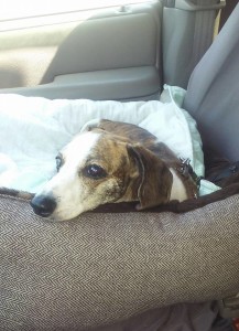 Sophie Blind Dachshund