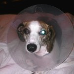 Sophie Blind Dachshund
