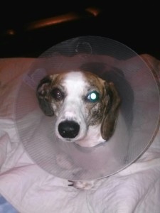 Sophie Blind Dachshund