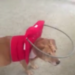 Annie Blind Lab Halo