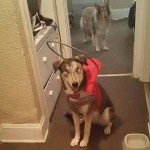 Arcadia Blind German Shepard Halo