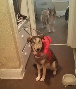 Arcadia Blind German Shepard Halo