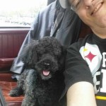 Boomer Blind Poodle Halo