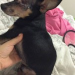 Chico Blind Chihuahua Halo