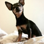 Chico Blind Chihuahau Halo