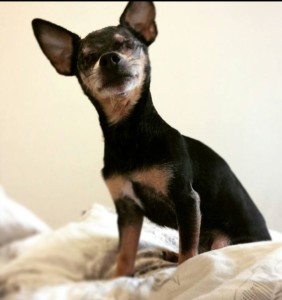 Chico Blind Chihuahau Halo
