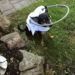 Chico Blind Chihuahua Halo