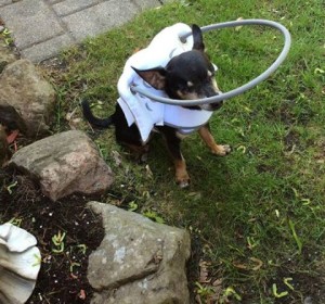 Chico Blind Chihuahua Halo