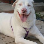Duke Blind Double Merle Aussie
