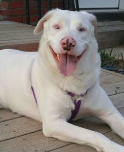 Duke Blind Double Merle Aussie
