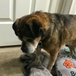 Eli Blind Puggle Halo