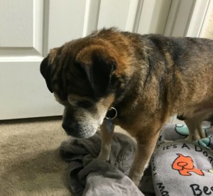 Eli Blind Puggle Halo