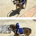 Eli Blind Puggle Halo