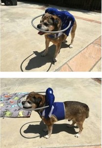 Eli Blind Puggle Halo
