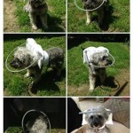 Koala Blind Scnoodle Halo