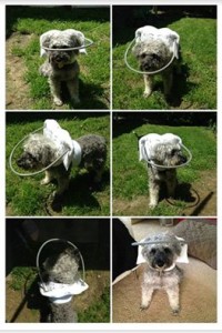 Koala Blind Scnoodle Halo